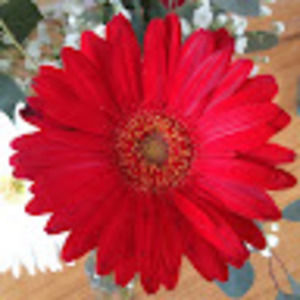 Meet your Posher, Junia